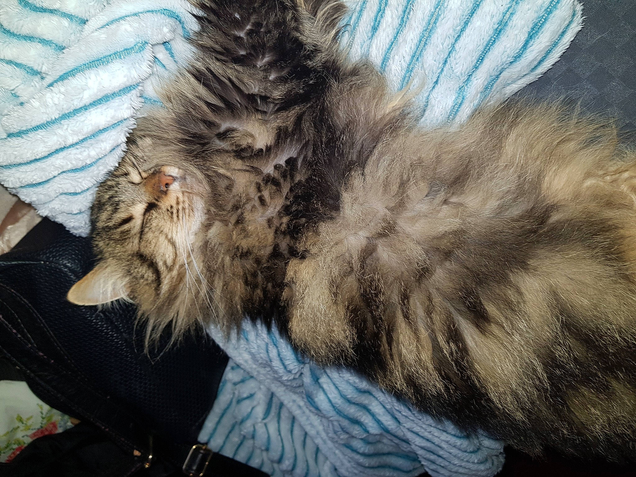 Hadès a rejoint le concours — aidez-le/la à gagner de superbes lots ! canidae, carnivore, cat, claw, comfort, dog_breed, fawn, felidae, fur, maine_coon, nap, paw, small_to_medium_sized_cats, snout, tail, terrestrial_animal, whiskers