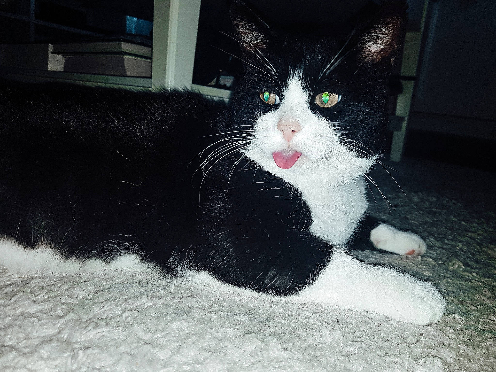 Sky participe au concours pour gagner de l'argent avec cette photo : black_cat, carnivore, cat, claw, domestic_short_haired_cat, felidae, flooring, foot, formal_wear, fur, human_leg, monochrome, monochrome_photography, paw, small_to_medium_sized_cats, snout, tail, whiskers