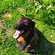 Naya a rejoint le concours — aidez-le/la à gagner de superbes lots ! dog, canine, pet, grass, outdoor, sunlight, greenery, nature, happy, tongue_out, smiling, animal, mammal, leaf, tree, paw, footwear, shoe, person, shadow