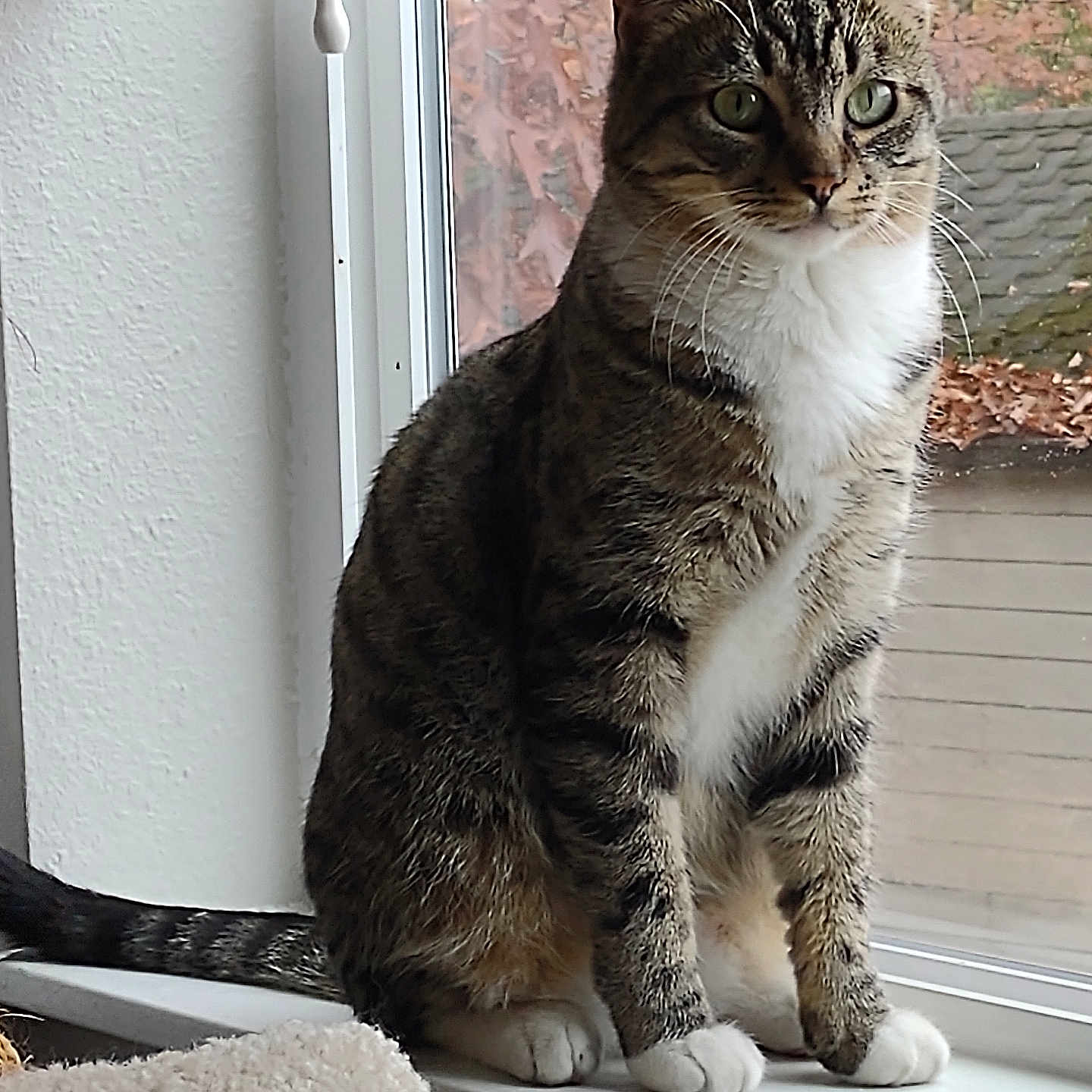 Sherwood Severance is registered to the contest to win money with this photo: abyssinian, animal, cat, egyptiancat, kitten, manx, pet, siamese, window, windowsill