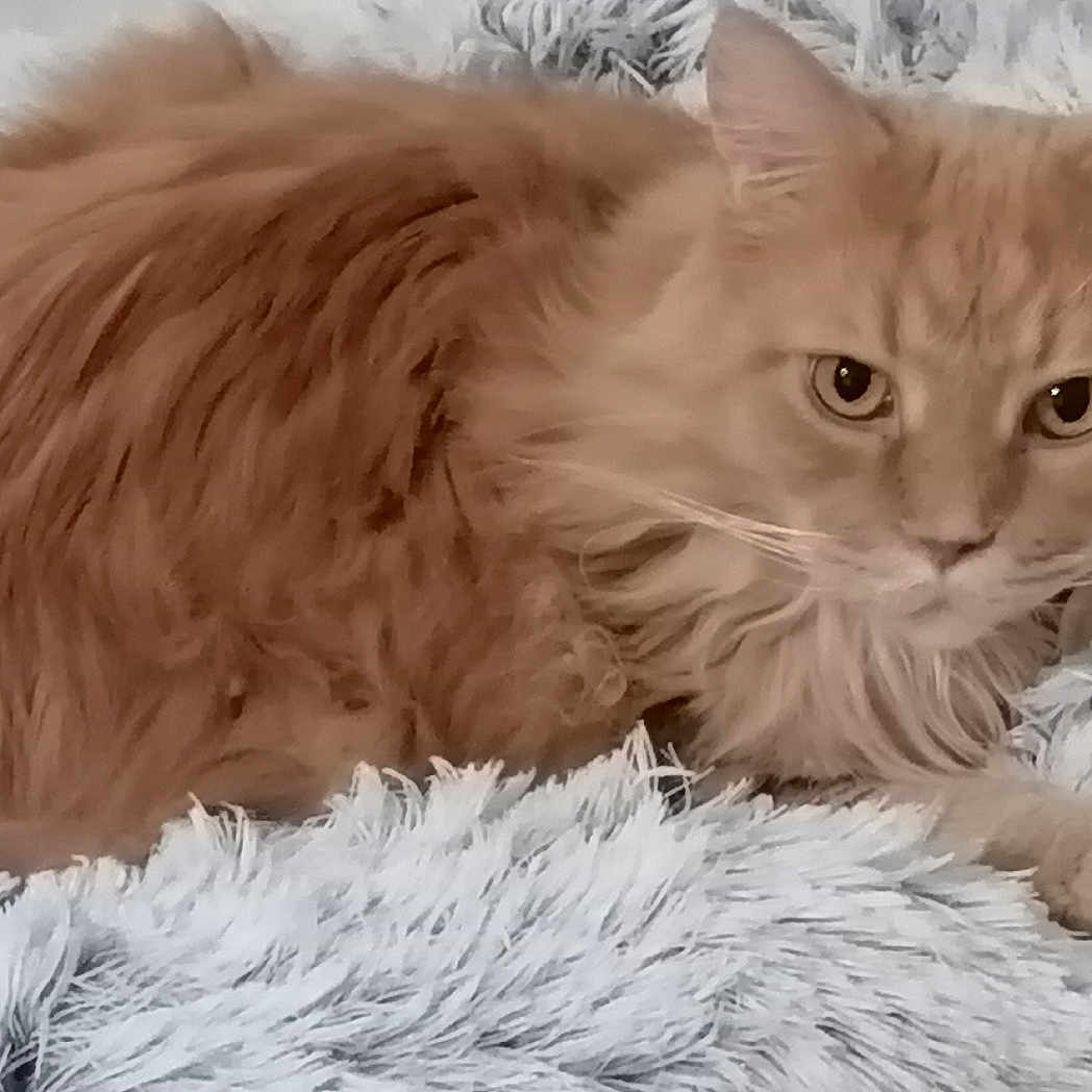 Nougat participe au concours pour gagner de l'argent avec cette photo : abyssinian, angora, animal, blanket, cat, head, kitten, manx, person, pet