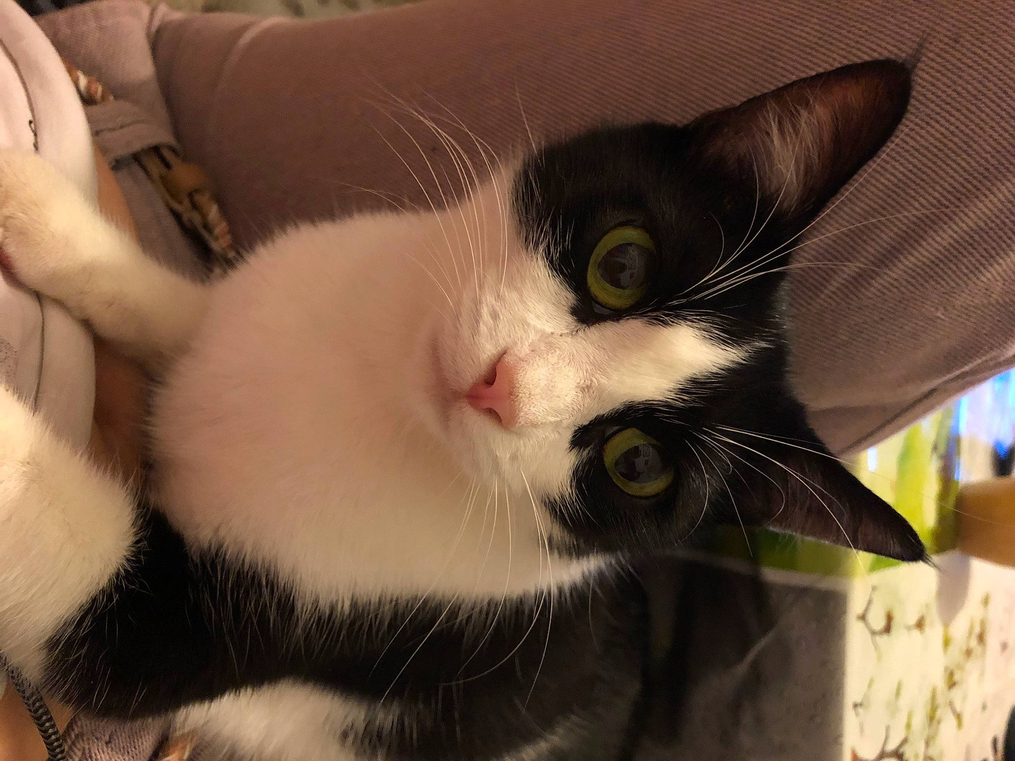 Nalya participe au concours pour gagner de l'argent avec cette photo : aegean_cat, american_wirehair, asian, carnivore, cat, domestic_short_haired_cat, ear, eye, felidae, fur, kitten, nose, polydactyl_cat, small_to_medium_sized_cats, snout, whiskers