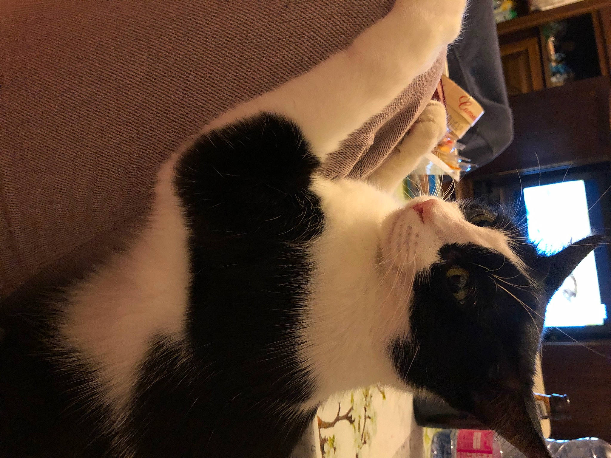 Nalya participe au concours pour gagner de l'argent avec cette photo : carnivore, cat, ear, felidae, fur, small_to_medium_sized_cats, snout, tail, whiskers