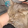 Smudgy is registered to the contest to win money with this photo: animal, arm, cat, closeup, cozy, cute, domestic, feline, fluffy, fur, human, indoor, nap, pet, resting, sleeping, soft, tag, texture, whiskers
