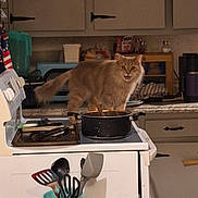 Smudgy is registered to the contest to win money with this photo: appliance, cabinet, cat, container, cooking_pot, cookware, countertop, curious, domestic, feline, food_preparation, household, indoor, kitchen, orange_cat, pet, spices, stove, utensils, wooden_spoon