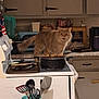 appliance, cabinet, cat, container, cooking_pot, cookware, countertop, curious, domestic, feline, food_preparation, household, indoor, kitchen, orange_cat, pet, spices, stove, utensils, wooden_spoon