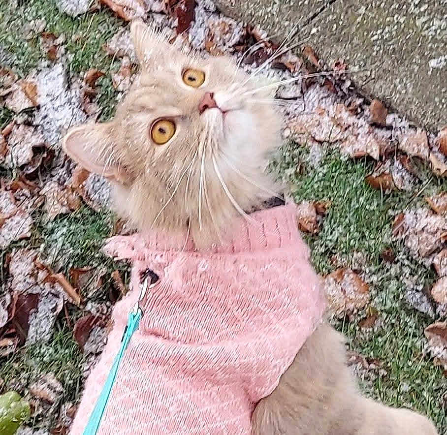 Smudgy