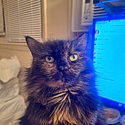 Kitten is registered to the contest to win money with this photo: animal, cat, closeup, computer_screen, curious, domestic_animal, face, feline, fluffy, fur, home, indoor, mammal, pet, portrait, soft_lighting, tortoiseshell, whiskers, window_blinds, yellow_eyes