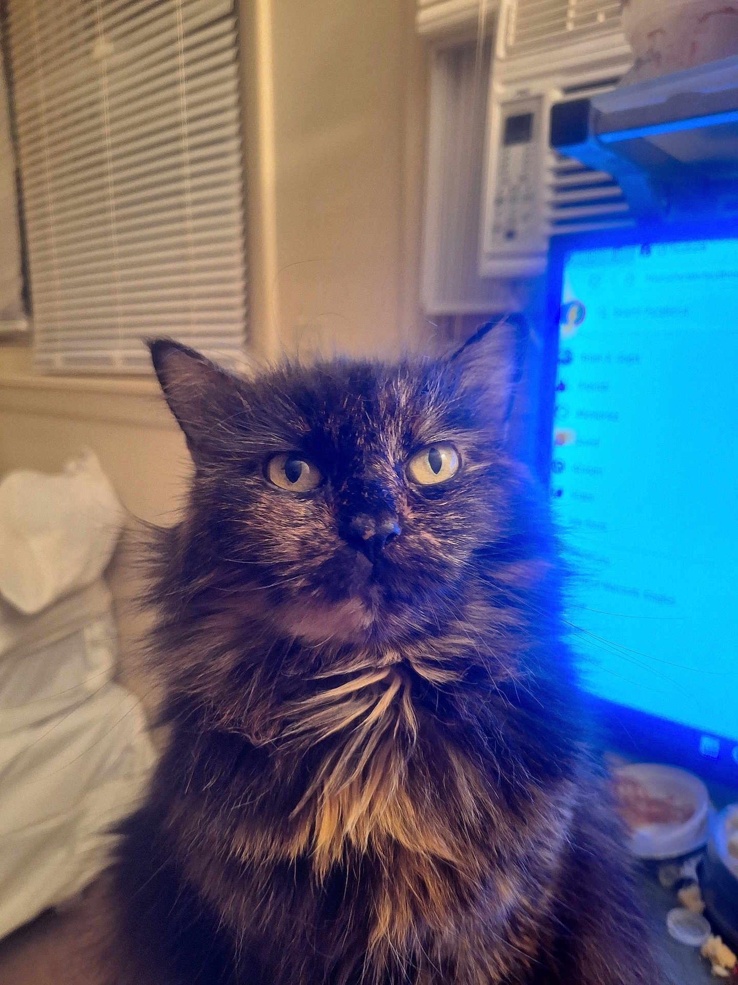 Kitten