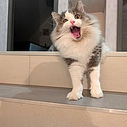 Moka participe au concours pour gagner de l'argent avec cette photo : animal, cat, cute, domestic_animal, feline, fluffy, fur, gray_and_white, home, indoor, ledg, mammal, meowing, open_mouth, pet, shelf, sitting, tile, whiskers, yawning