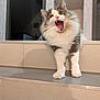 animal, cat, cute, domestic_animal, feline, fluffy, fur, gray_and_white, home, indoor, ledg, mammal, meowing, open_mouth, pet, shelf, sitting, tile, whiskers, yawning