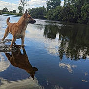 Rocky a rejoint le concours — aidez-le/la à gagner de superbes lots ! animal, calm, canine, clouds, daytime, dog, greenery, lake, nature, outdoor, peaceful, reflection, river, scenic, shallow_water, sky, standing, trees, water, wildlife