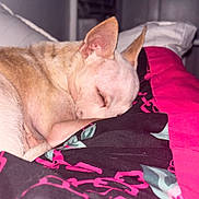 Marley is registered to the contest to win money with this photo: dog, sleeping, quilt, blanket, tan_dog, cozy, indoors, resting, animal, pet, fur, ears, closeup, comfort, cute, peaceful, cushion, relaxing, home, snuggled