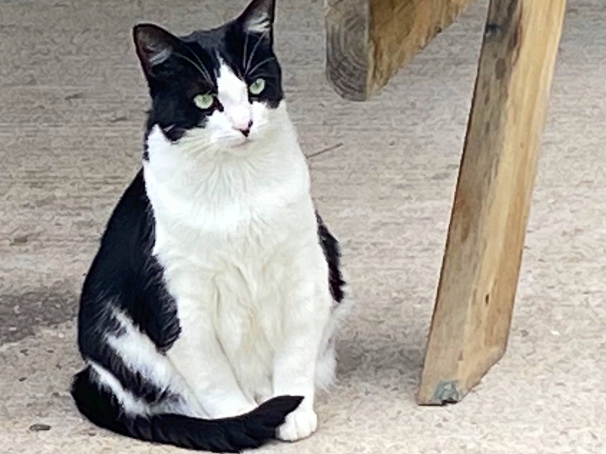 Mia Simba a rejoint le concours — aidez-le/la à gagner de superbes lots ! black_cat, carnivore, cat, comfort, domestic_short_haired_cat, felidae, foot, formal_wear, fur, hardwood, human_leg, monochrome_photography, paw, sand, sitting, small_to_medium_sized_cats, snout, tail, whiskers, wood
