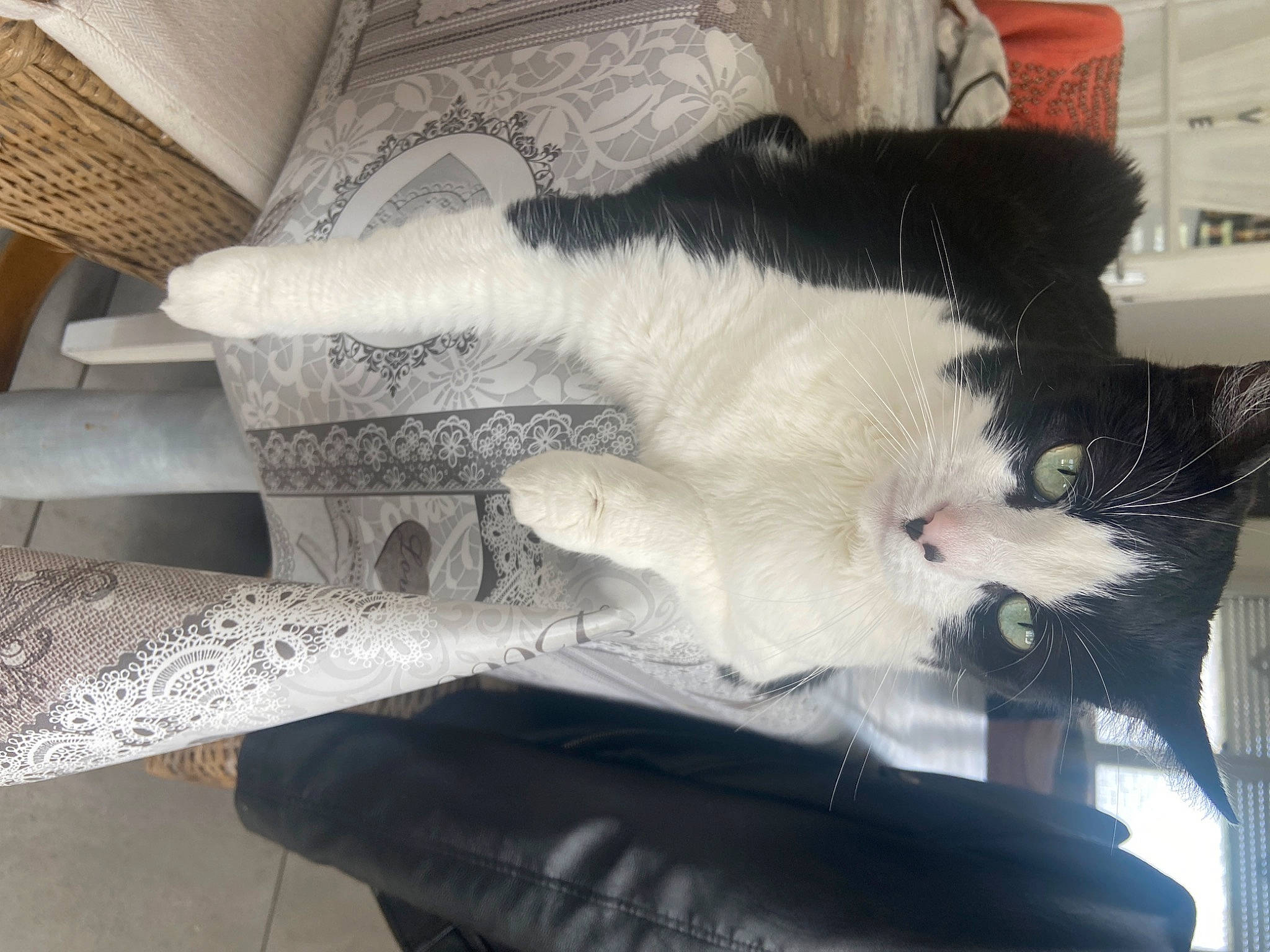 Mia Simba a rejoint le concours — aidez-le/la à gagner de superbes lots ! auto_part, automotive_tire, canidae, carnivore, cat, claw, comfort, domestic_short_haired_cat, felidae, foot, fur, grey, lap, metal, paw, small_to_medium_sized_cats, snout, tail, whiskers, wood