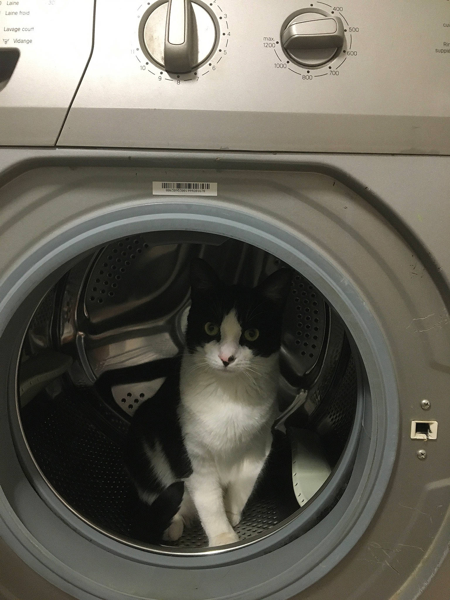 Mia Simba a rejoint le concours — aidez-le/la à gagner de superbes lots ! automotive_design, automotive_tire, automotive_wheel_system, cat, circle, clothes_dryer, felidae, font, gas, home_appliance, laundry, laundry_room, machine, major_appliance, motor_vehicle, rim, small_to_medium_sized_cats, washing_machine, whiskers, white