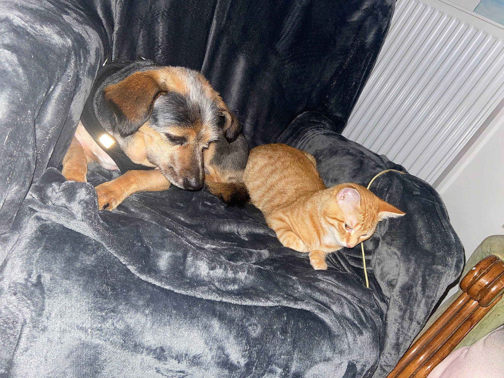 Mickey a rejoint le concours — aidez-le/la à gagner de superbes lots ! canidae, carnivore, cat, comfort, companion_dog, dog, dog_breed, domestic_short_haired_cat, fawn, felidae, fur, kitchen_utensil, linens, paw, small_to_medium_sized_cats, sporting_group, tableware, tail, whiskers, wood