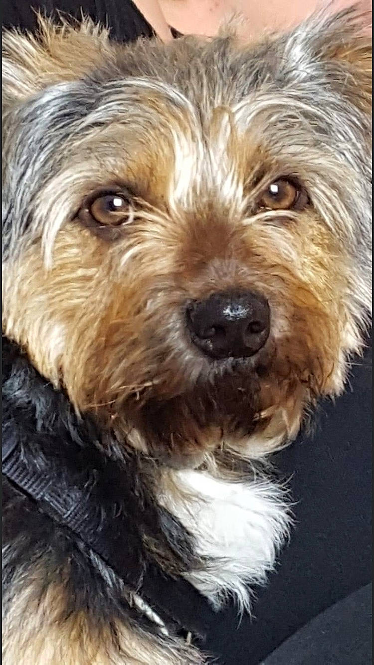 Mickey participe au concours pour gagner de l'argent avec cette photo : biewer_terrier, canidae, carnivore, companion_dog, dog, dog_breed, firefighter, fur, liver, maltepoo, sapsali, shih_poo, small_terrier, snout, sporting_group, terrier, toy_dog, water_dog, working_animal, yorkipoo