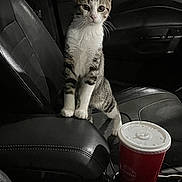Phil joined the competition — help win amazing prizes! cat, tabby, white_paws, car_interior, center_console, drink_cup, red_cup, leather_seat, black_leather, pet, animal, curious, standing, indoors, vehicle, cup_lid, seat, feline, domestic_cat, young_cat