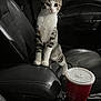 cat, tabby, white_paws, car_interior, center_console, drink_cup, red_cup, leather_seat, black_leather, pet, animal, curious, standing, indoors, vehicle, cup_lid, seat, feline, domestic_cat, young_cat