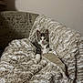 kitten, cat, blanket, furniture, chair, indoor, pet, animal, cozy, plush, fur, relaxed, cute, domestic_cat, resting, looking_at_camera, home, comfort, small_animal, curious