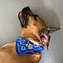 dog, bandana, collar, pet, animal, brown_fur, ear, mouth, teeth, lying_down, indoor, close_up, name_tag, canine, pet_accessory, resting, tongue, fur_texture, domestic_animal, relaxed