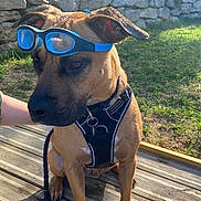 Cookie participe au concours pour gagner de l'argent avec cette photo : dog, goggles, outdoor, deck, leash, harness, stone_wall, grass, sunlight, pet, canine, brown_dog, ears, sitting, shadows, summer, nature, animal, closeup, daytime