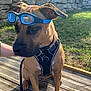 dog, goggles, outdoor, deck, leash, harness, stone_wall, grass, sunlight, pet, canine, brown_dog, ears, sitting, shadows, summer, nature, animal, closeup, daytime
