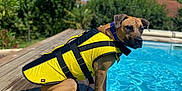 Cookie a rejoint le concours — aidez-le/la à gagner de superbes lots ! dog, life_jacket, pool, water, wooden_deck, outdoor, sunny, pet, animal, summer, blue_sky, greenery, collar, canine, sitting, daytime, backyard, nature, recreation, leisure