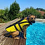 dog, life_jacket, pool, water, wooden_deck, outdoor, sunny, pet, animal, summer, blue_sky, greenery, collar, canine, sitting, daytime, backyard, nature, recreation, leisure