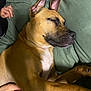 dog, sleeping, brown_dog, resting, pillow, green_pillow, indoor, pet, canine, relaxing, closeup, human_hand, comfort, animal, fur, snout, ears, peaceful, companion, bed