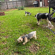 Diesel is registered to the contest to win money with this photo: dog, grass, backyard, fence, house, grill, brick, outdoor, pet, leash, tree, yard, canine, sniffing, greenery, daytime, nature, small_dog, medium_dog, large_dog