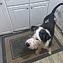 Diesel is registered to the contest to win money with this photo: dog, black_and_white, scruffy, kitchen, rug, floor, cabinet, wood_floor, pet, animal, indoor, curious, standing, tail, snout, ears, fur, domestic, home, quiet