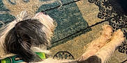 Diesel joined the competition — help win amazing prizes! dog, lying_down, black_and_white, collar, carpet, rug, footwear, slippers, floral_pattern, indoor, pet, resting, fur, paw, human_leg, chew_toy, relaxation, domestic, companion, home