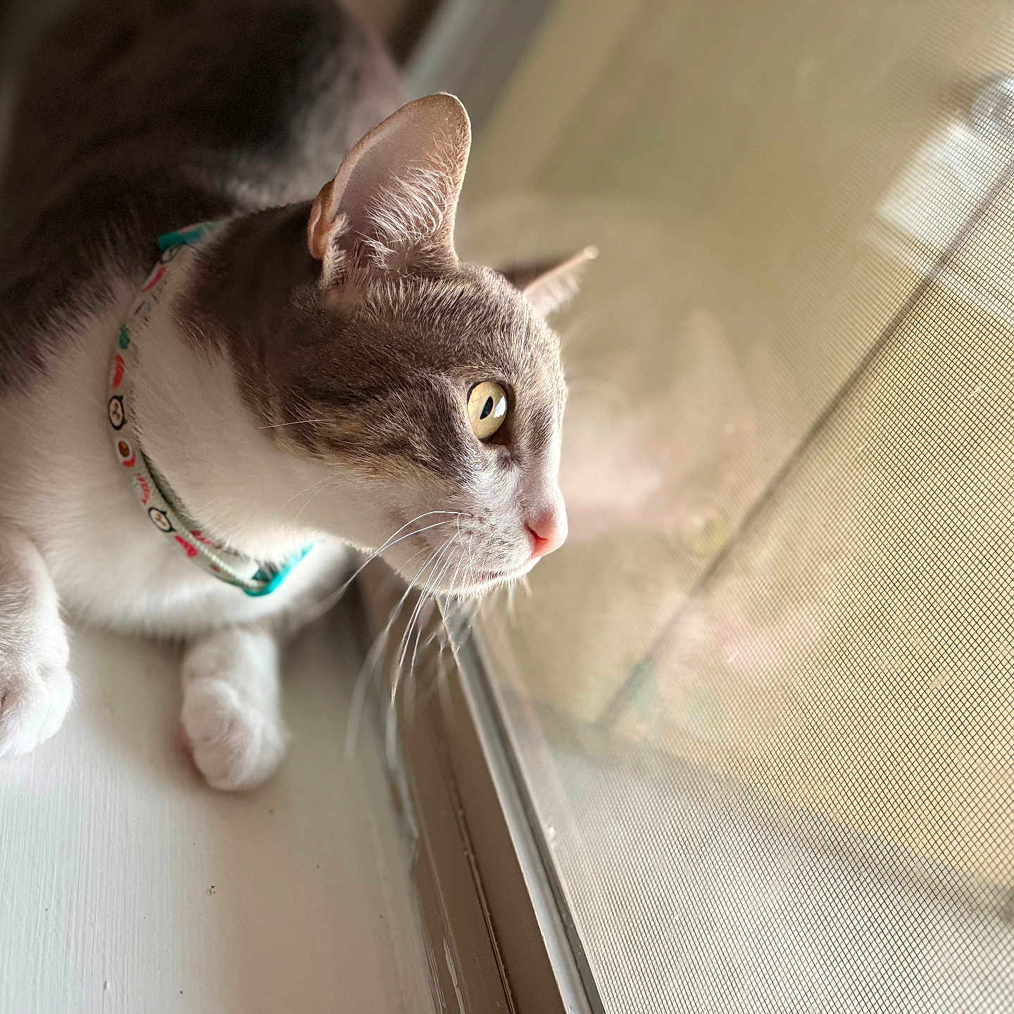 Lucy is registered to the contest to win money with this photo: animal, cat, closeup, collar, curious, domestic, face, fur, gray, indoor, looking, natural_light, pet, pink_nose, reflection, screen, sitting, whiskers, white, window