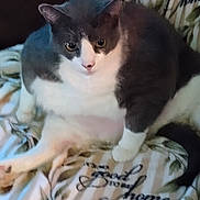 Shadow is registered to the contest to win money with this photo: cat, gray_cat, white_cat, pet, indoor, blanket, pattern, resting, cute, feline, animal, fur, whiskers, ears, eyes, home, cozy, comfort, sitting, relaxed