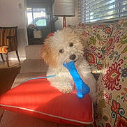 Lucas joined the competition — help win amazing prizes! puppy, dog, toy, blue_bone, couch, pillow, red_cushion, patterned_pillows, indoor, sunlight, window_blinds, playful, pet, fur, small_dog, chewing, home, living_room, cute, relaxed