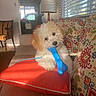 puppy, dog, toy, blue_bone, couch, pillow, red_cushion, patterned_pillows, indoor, sunlight, window_blinds, playful, pet, fur, small_dog, chewing, home, living_room, cute, relaxed