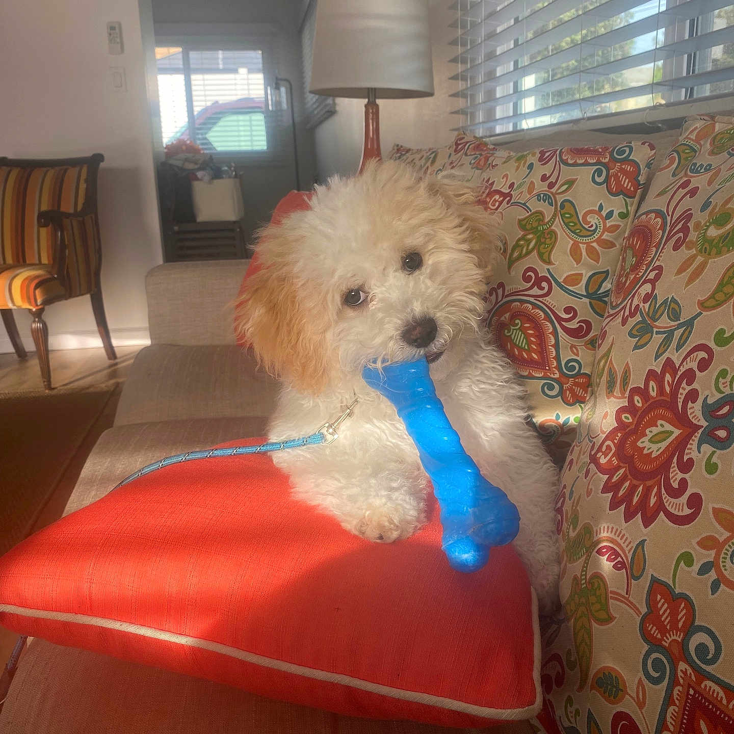 Lucas joined the competition — help win amazing prizes! puppy, dog, toy, blue_bone, couch, pillow, red_cushion, patterned_pillows, indoor, sunlight, window_blinds, playful, pet, fur, small_dog, chewing, home, living_room, cute, relaxed