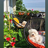 Bea a rejoint le concours — aidez-le/la à gagner de superbes lots ! animal, backyard, canine, dog, flower, geranium, herbal, herbs, indoors, interiordesign, jar, nature, outdoors, plant, planter, pottedplant, pottery, summer, vase, yard
