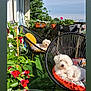 animal, backyard, canine, dog, flower, geranium, herbal, herbs, indoors, interiordesign, jar, nature, outdoors, plant, planter, pottedplant, pottery, summer, vase, yard
