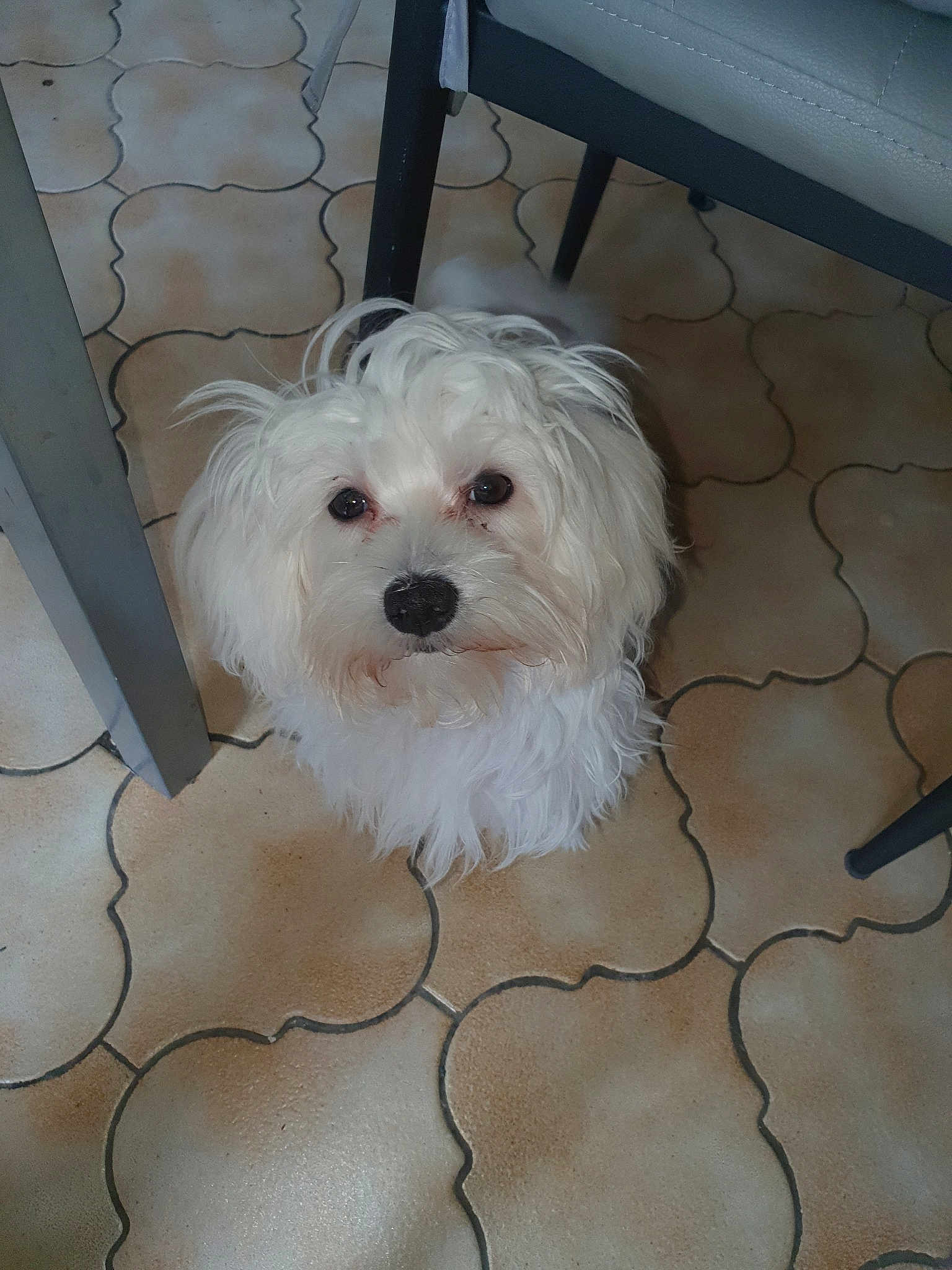 Bea