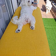 Bea participe au concours pour gagner de l'argent avec cette photo : animal, artificial_grass, balcony, curious, daylight, dog, fur, furniture, glass_door, outdoor, paw, pet, plastic_bag, potted_plant, relaxed, shadow, sunlight, white_dog, window, yellow_bench