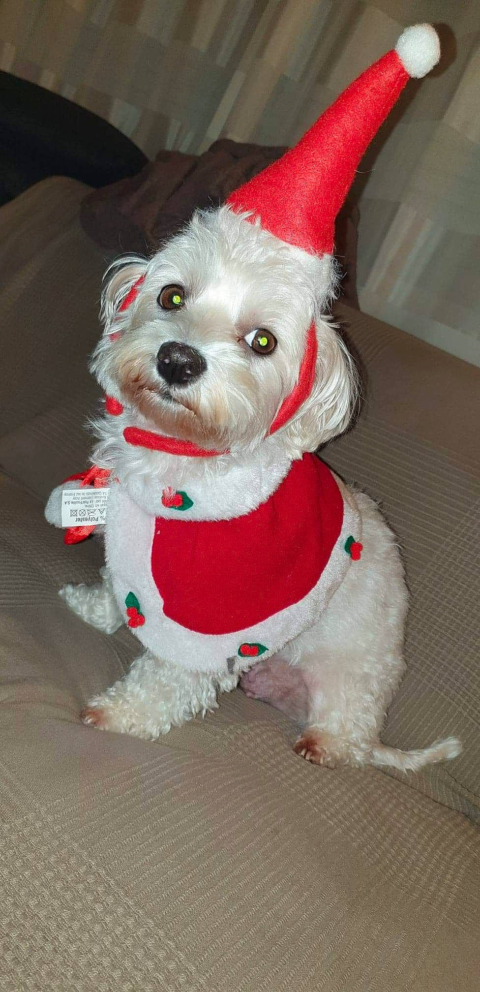 Azia a rejoint le concours — aidez-le/la à gagner de superbes lots ! bichon, bolonka, canidae, carnivore, companion_dog, dog, dog_breed, dog_clothes, dog_collar, havanese, maltese, mammal, non_sporting_group, puppy, rare_breed_dog, sealyham_terrier, snout, terrier, toy_dog, west_highland_white_terrier