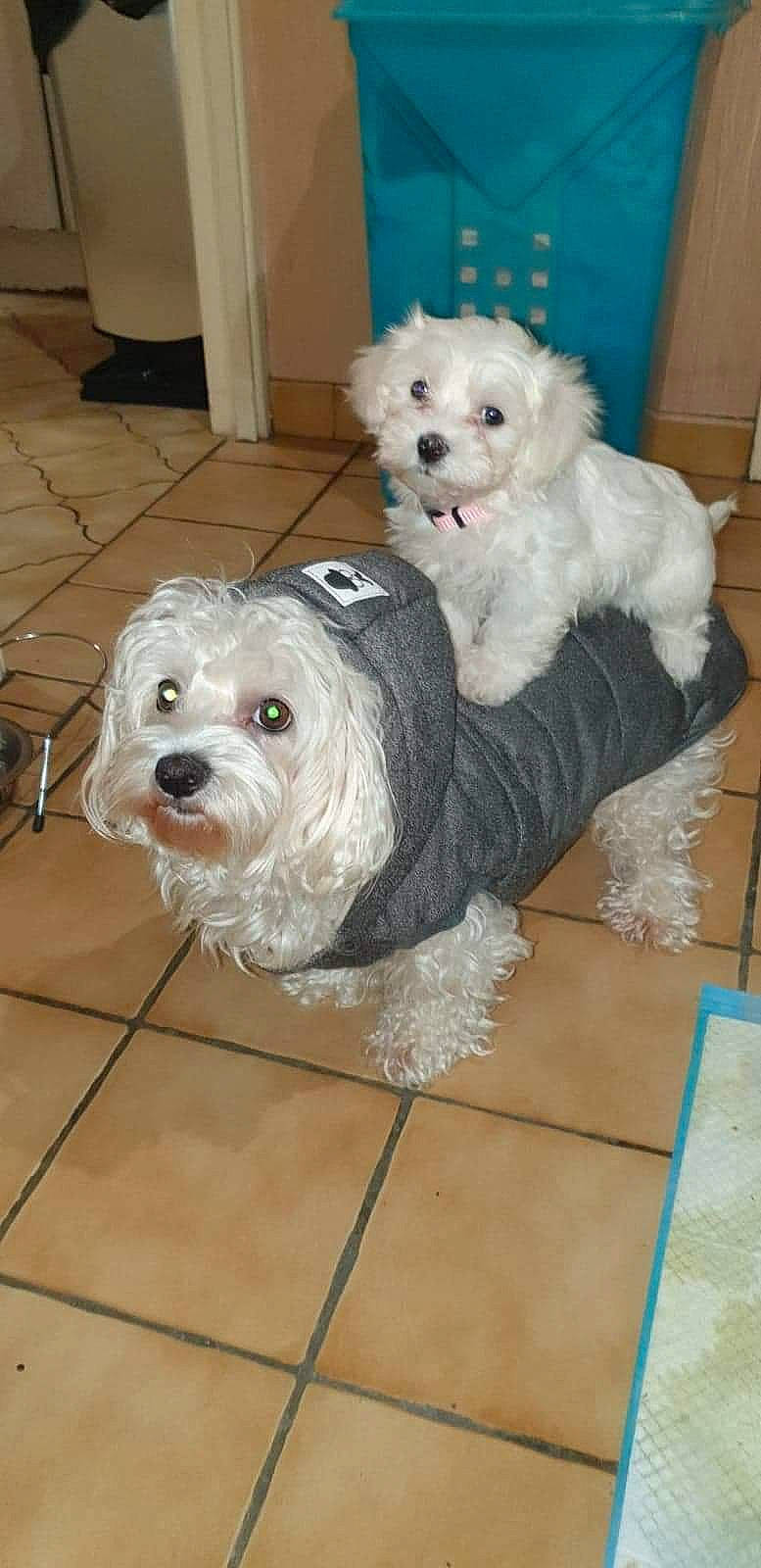 Azia a rejoint le concours — aidez-le/la à gagner de superbes lots ! bolonka, canidae, carnivore, companion_dog, coton_de_tulear, dog, dog_breed, havanese, kyi_leo, lowchen, maltepoo, maltese, mammal, poodle_crossbreed, schnoodle, sporting_lucas_terrier, terrier, tibetan_terrier, vertebrate, west_highland_white_terrier