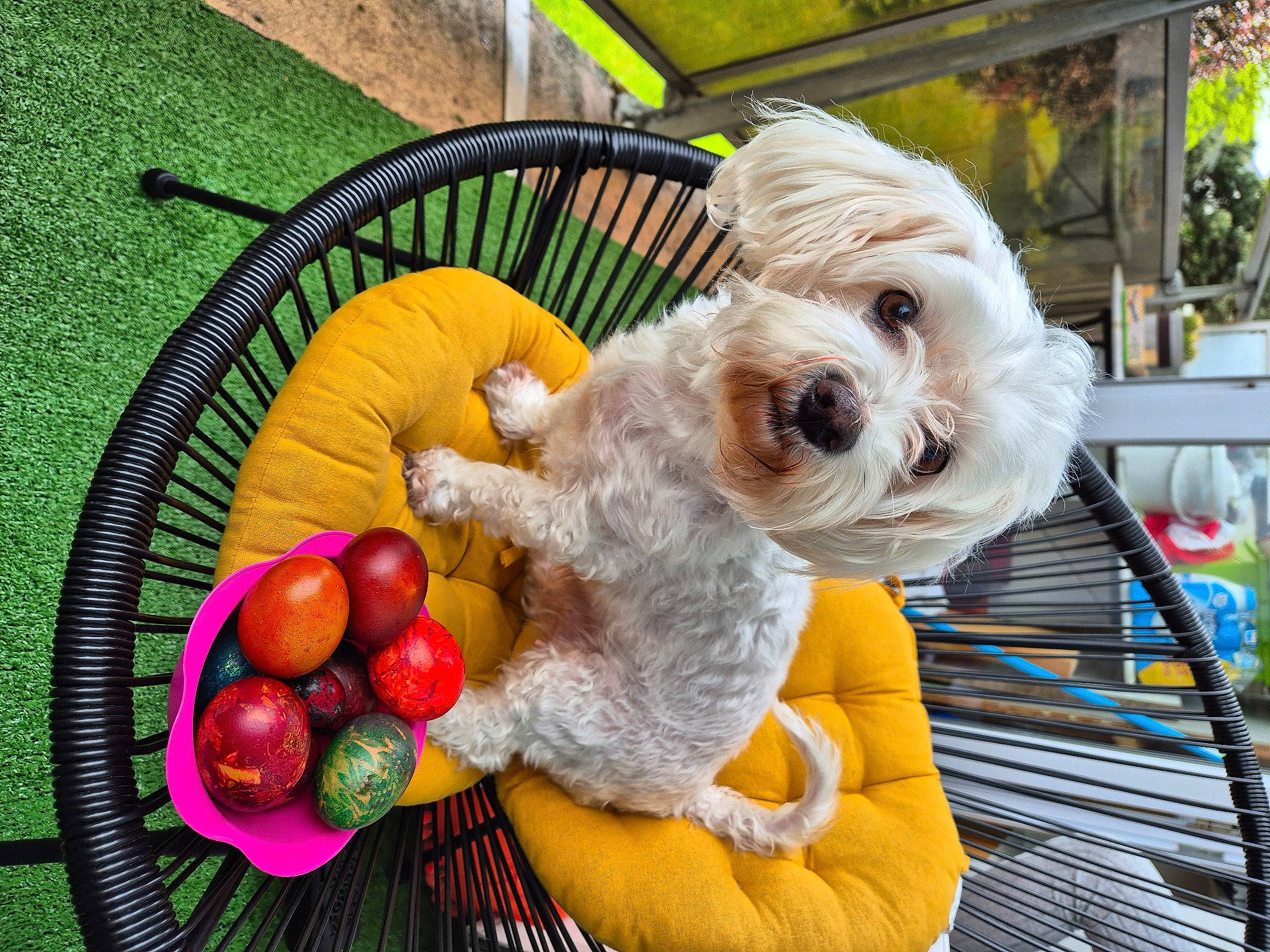 Azia a rejoint le concours — aidez-le/la à gagner de superbes lots ! basket, canidae, carnivore, chair, companion_dog, dog, dog_breed, dog_clothes, dog_supply, fashion_accessory, outdoor_furniture, plant, schnauzer, small_terrier, sporting_group, stuffed_toy, tableware, terrier, toy, toy_dog