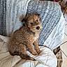 Medor participe au concours pour gagner de l'argent avec cette photo : animal_portrait, blanket, brown_dog, companion, couch, cozy, curious, curly_fur, dog, domestic_animal, floor_tile, fur_texture, furniture, home, indoor, looking_up, pet, resting, seated, wooden_chair