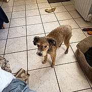 Medor a rejoint le concours — aidez-le/la à gagner de superbes lots ! dog, small_dog, scruffy_dog, brown_fur, standing, looking_up, indoors, kitchen, tile_floor, home, pet, animal, curly_fur, floppy_ears, collar, dog_toy, banana, rug, bed, blanket