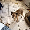 dog, small_dog, scruffy_dog, brown_fur, standing, looking_up, indoors, kitchen, tile_floor, home, pet, animal, curly_fur, floppy_ears, collar, dog_toy, banana, rug, bed, blanket