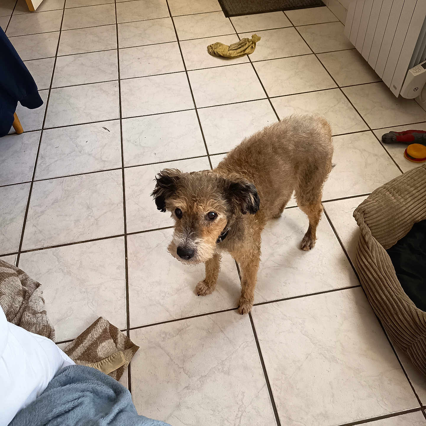 Medor a rejoint le concours — aidez-le/la à gagner de superbes lots ! dog, small_dog, scruffy_dog, brown_fur, standing, looking_up, indoors, kitchen, tile_floor, home, pet, animal, curly_fur, floppy_ears, collar, dog_toy, banana, rug, bed, blanket